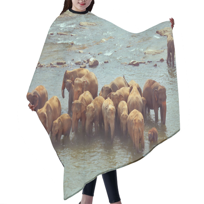 Personality  Herd Of Elephants Taking Bath In Rough River On Sunny Day Hair Cutting Cape