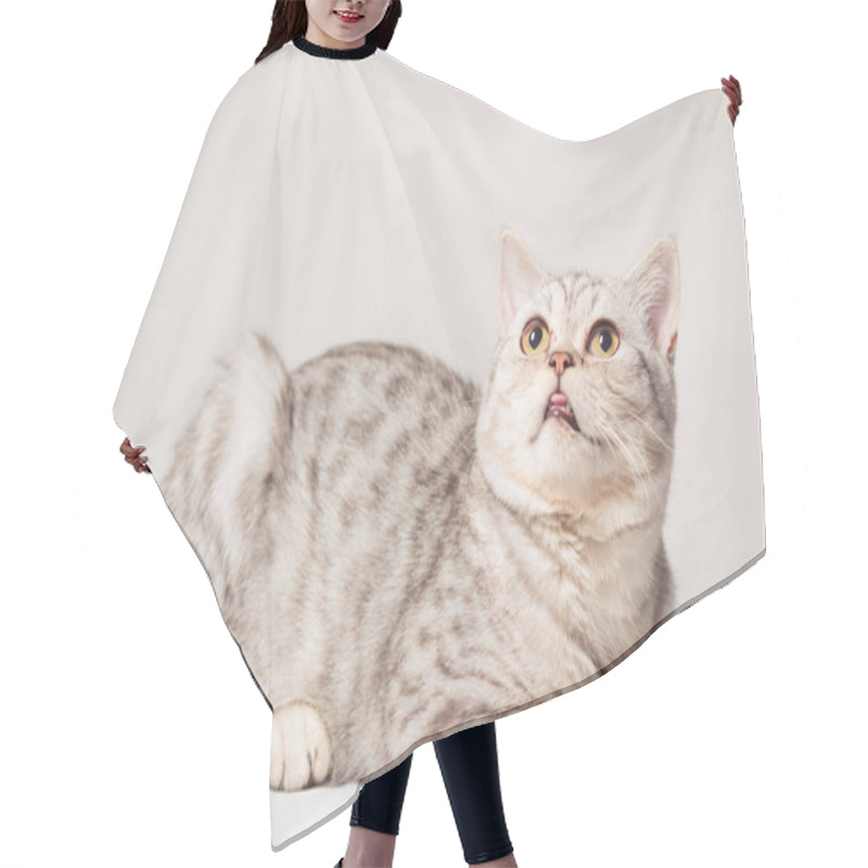 Personality  European Cat In Front On A White Background Hair Cutting Cape