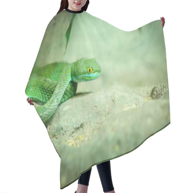 Personality  Big-Eyed Pit Viper Hair Cutting Cape