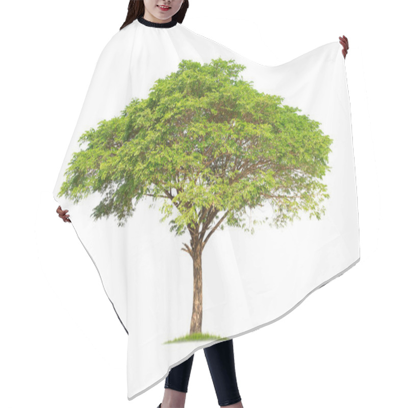 Personality  Monkey Pod, East Indian Walnut Tree. Samanea Saman Tree Isolated On White Background.  Hair Cutting Cape