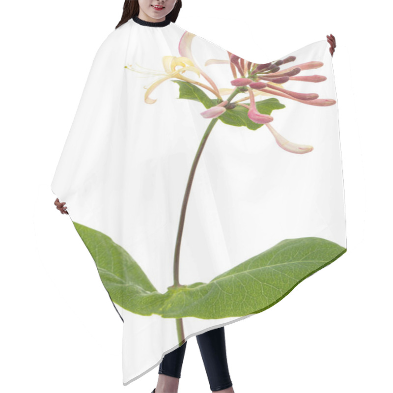 Personality  Flowers Of Honeysuckle, Lat. Lonicera Caprifolium, Isolated On White Background Hair Cutting Cape