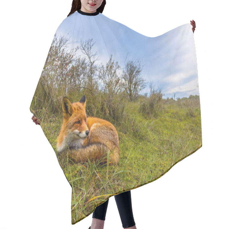 Personality  Resting Red Fox In Dunes Hair Cutting Cape