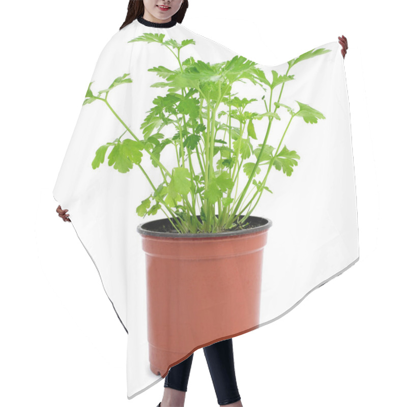 Personality  Parsley Plant In A Flowerpot Hair Cutting Cape