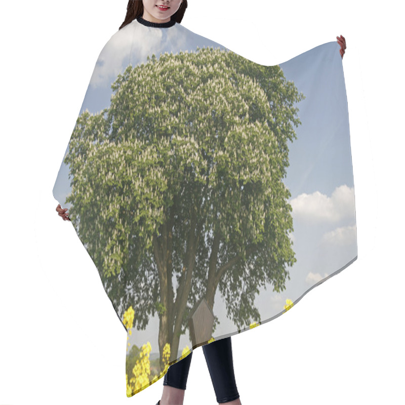 Personality  Horse Chestnut With Rape Field In Spring, Lower Saxony, Germany, Europe Hair Cutting Cape