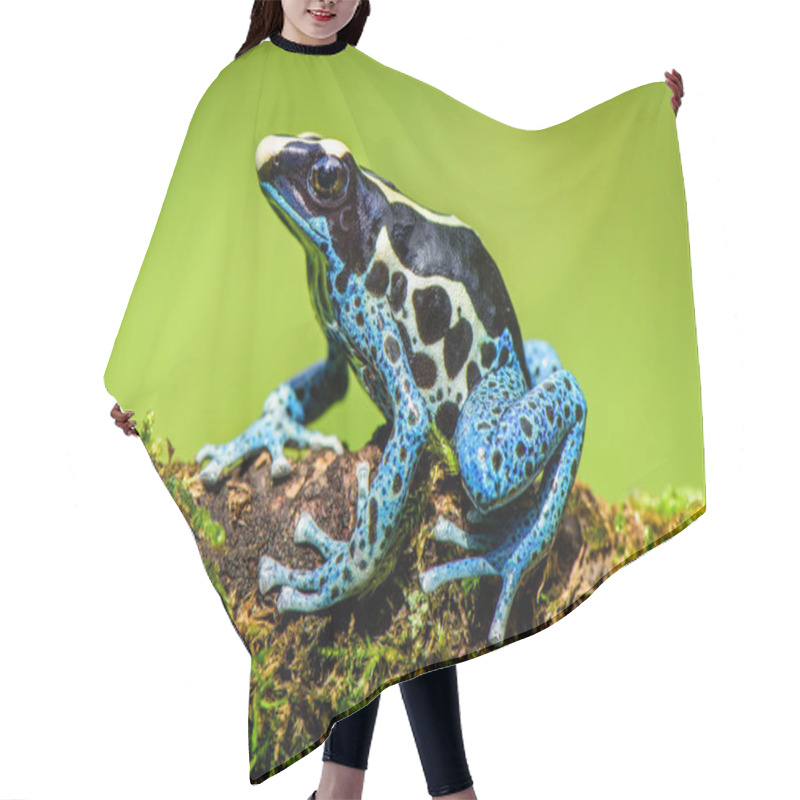 Personality  Tropical Frog Of South America Amazon Hair Cutting Cape