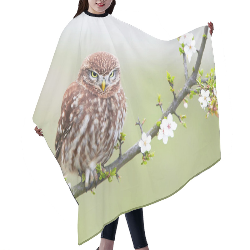 Personality  Little Owl (Actene Noctua) Hair Cutting Cape