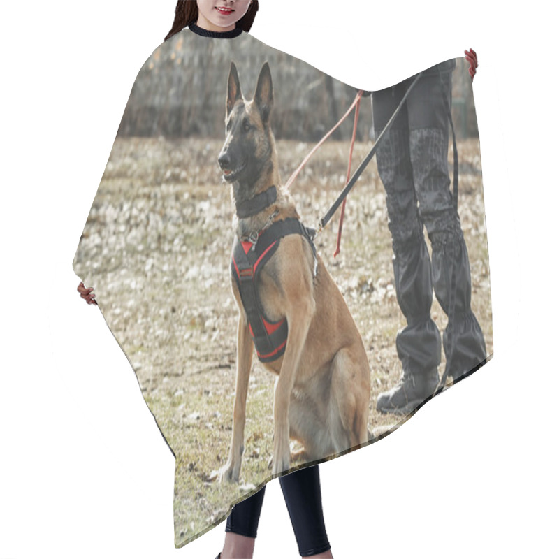 Personality  Training Of Working Dog Hair Cutting Cape