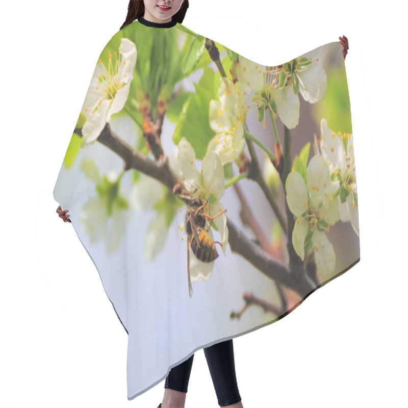 Personality  Bumblebee At White Flowers Of Plum Tree In Spring Hair Cutting Cape