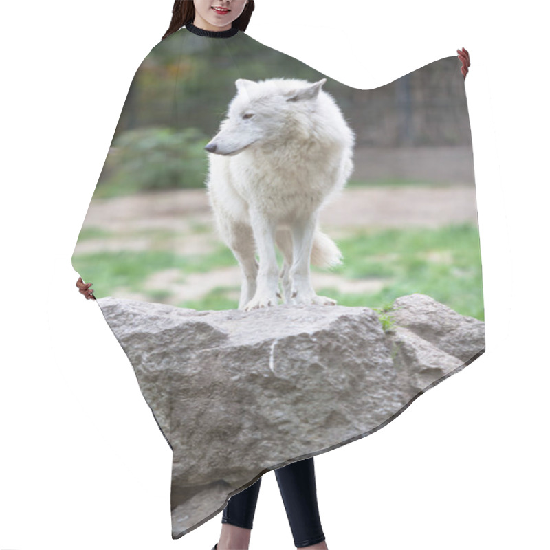 Personality  White Polar Wolf In Zoo Of Berlin Hair Cutting Cape