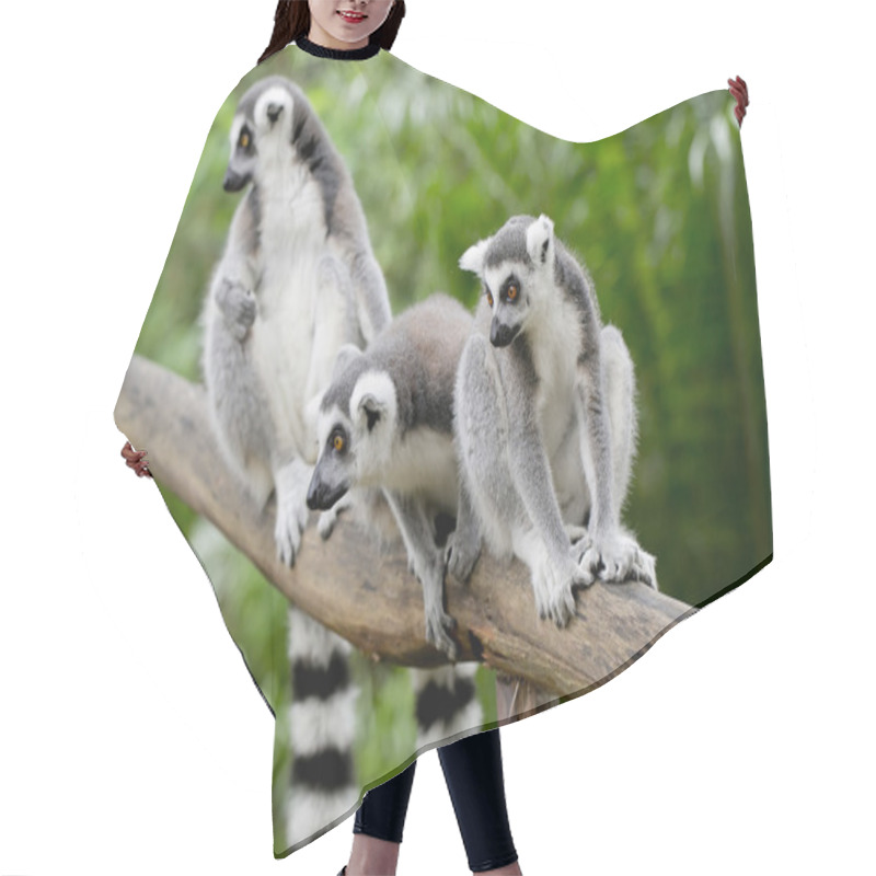 Personality  Ring-tailed Lemur (lemur Catta) Hair Cutting Cape