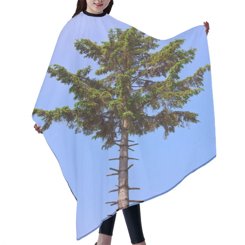 Personality  Pine Tree With Stripped Branches Hair Cutting Cape