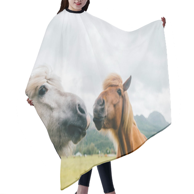 Personality  Wildlife In Norway. Scandinavian Fjord Beautiful Horses On Pasture Eat Grass On Field In Summer Rainy Weather. Cloudy Sky. Mountains On Background. Rocks. Funny Mammal Animals. Rural. Travel. Nature. Hair Cutting Cape