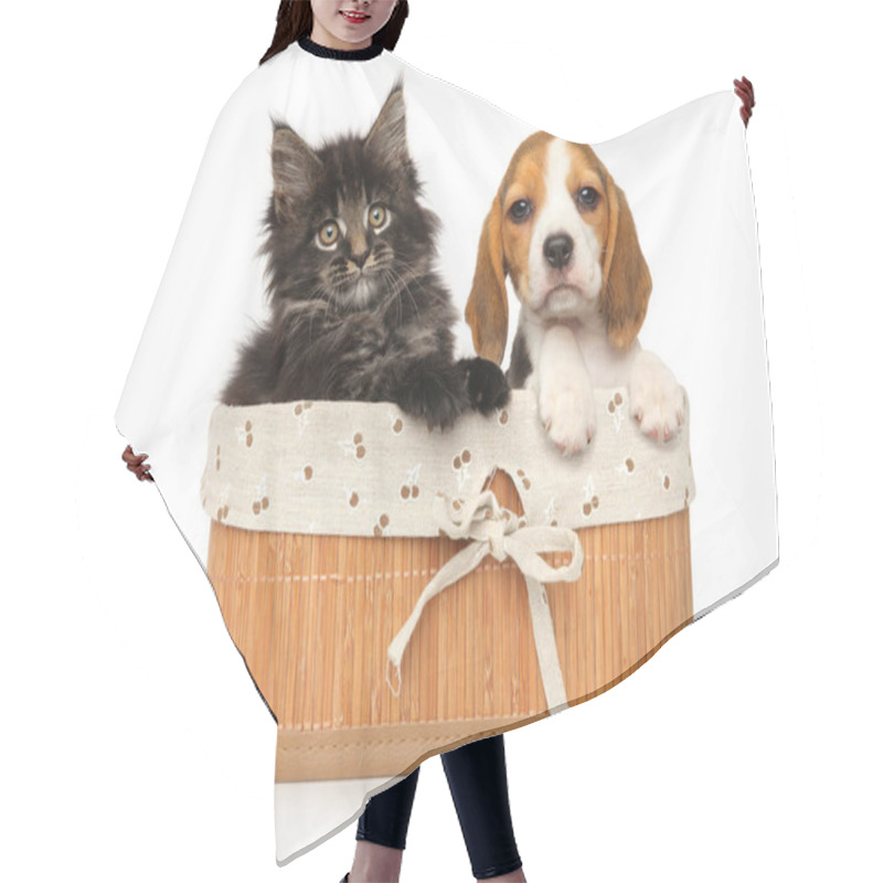 Personality  Maine-coon Kitten And Beagle Puppy Together In Basket On A White Background Hair Cutting Cape