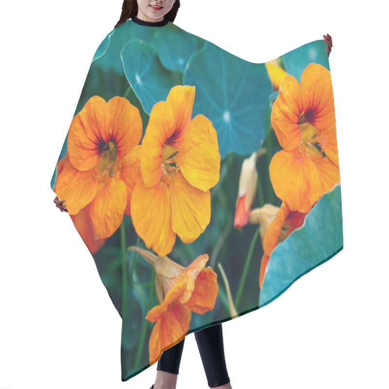 Personality  Common Nasturtium Plant With Flowers Growing In The Garden Hair Cutting Cape