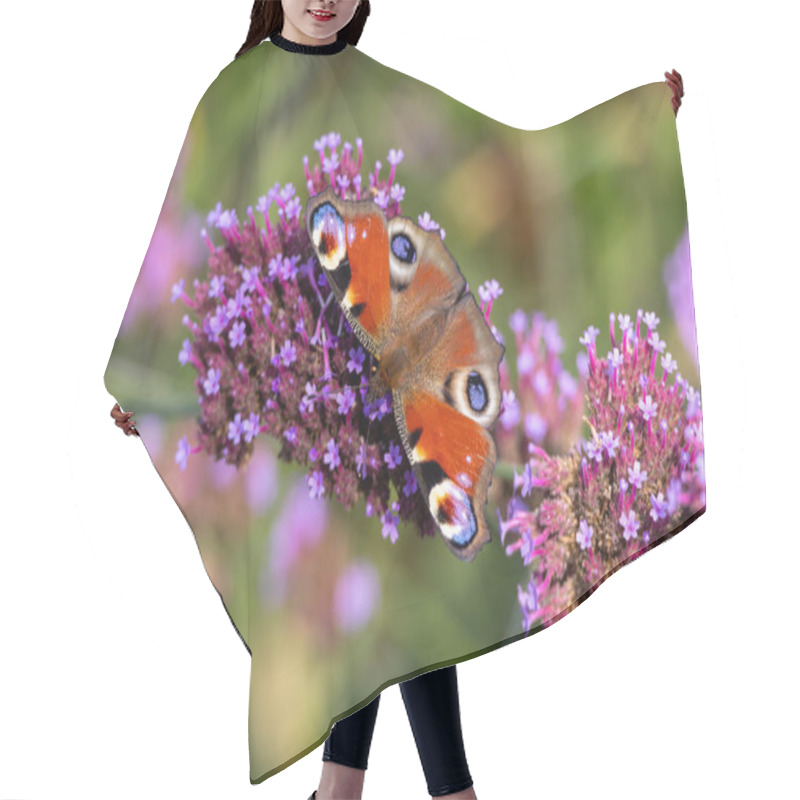 Personality  European Peacock Butterfly (Aglais Io, Inachis Io) Feeds On Buddleia Hair Cutting Cape