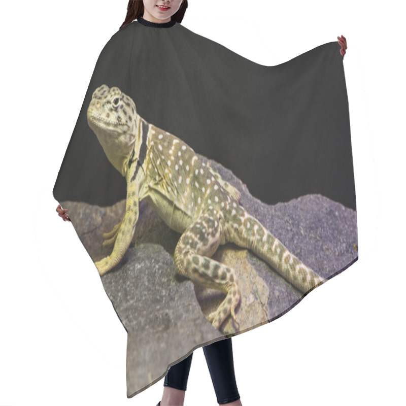 Personality  Lizard Hair Cutting Cape