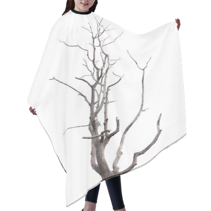 Personality  Dead Tree On White Background. Hair Cutting Cape