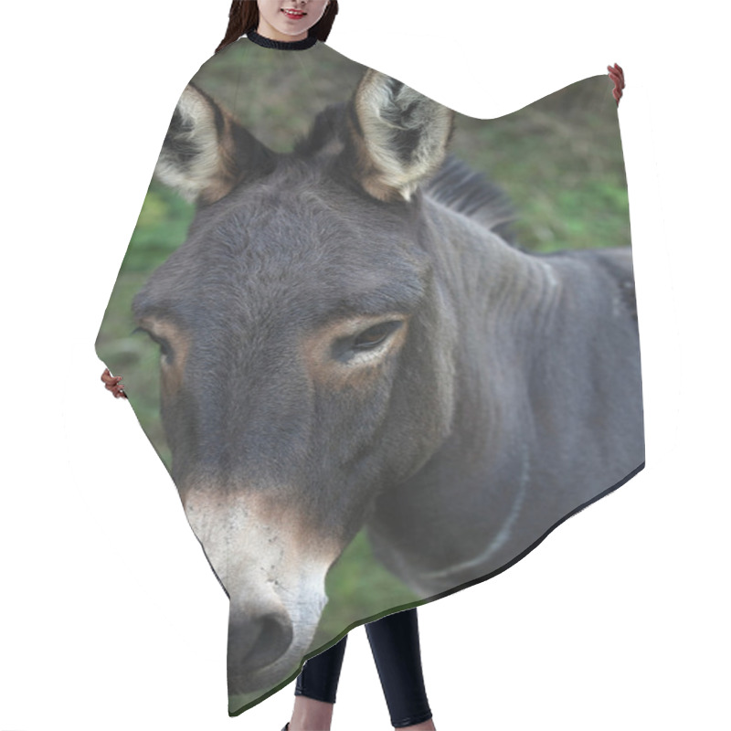 Personality  Portrait Of A Dark Donkey Hair Cutting Cape