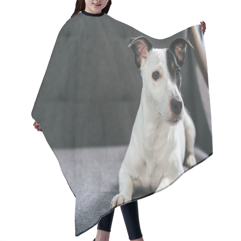 Personality  Jack Russell Terrier Dog Lying On Armchair Hair Cutting Cape