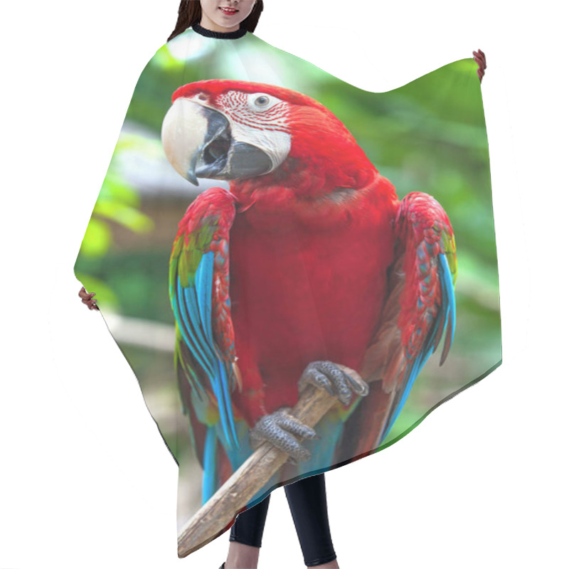 Personality  A Beautiful Parrot In The Tropical Zoo Of Ubud, Bali, Indonesia. Hair Cutting Cape