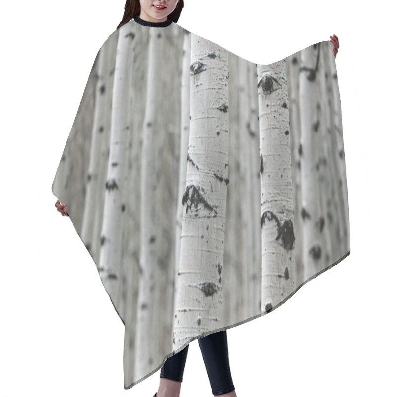 Personality  Elegant Aspen Trees With Distinctive White Bark In A Serene Forest Setting. Hair Cutting Cape