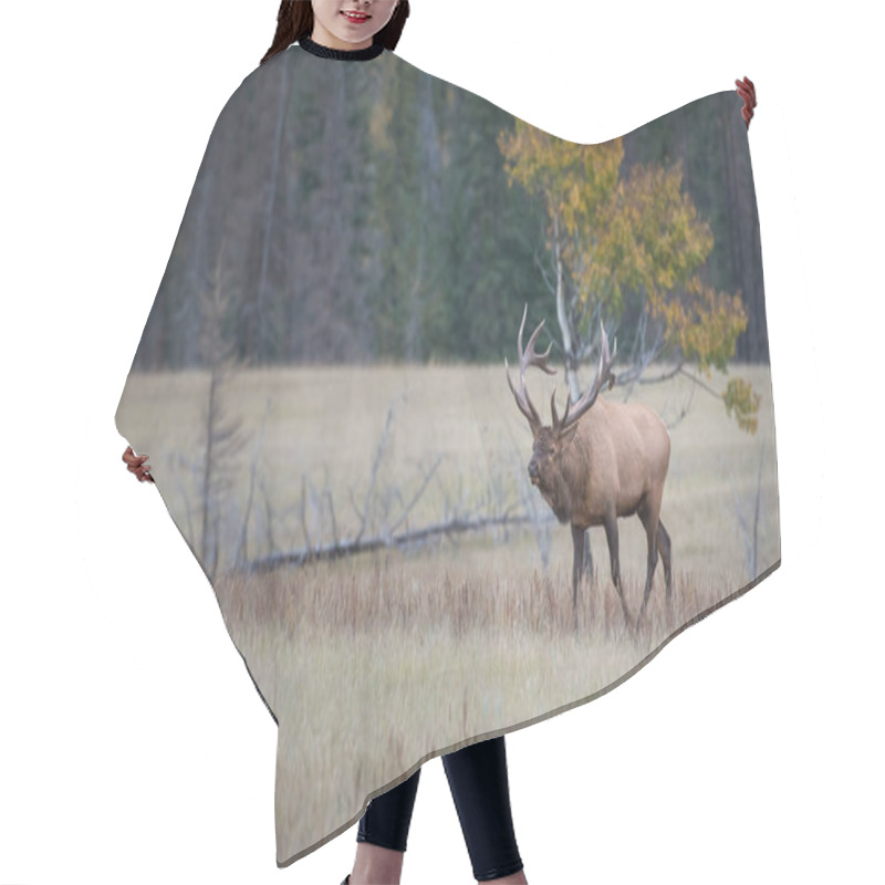 Personality  Elk In Wild, Animal. Nature, Fauna Hair Cutting Cape