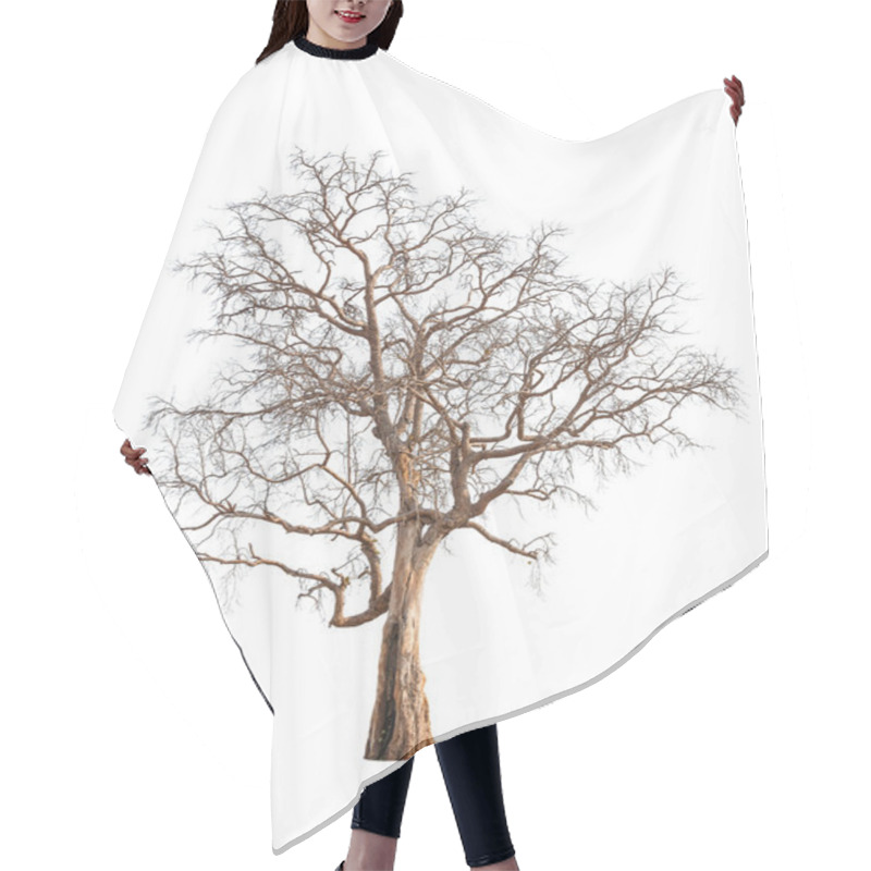 Personality  Old And Dead Tree Isolated On White Background Hair Cutting Cape