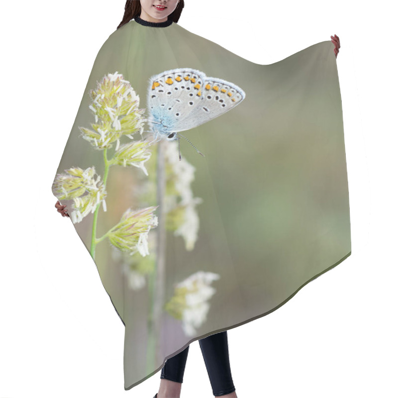 Personality  Photos Of Various Spotted Butterflies Feeding On Flowers Hair Cutting Cape