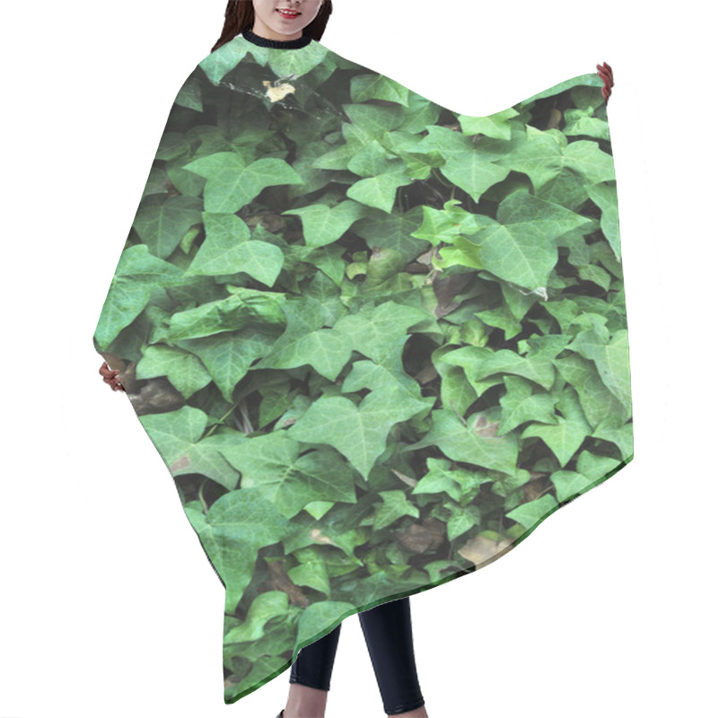 Personality  Green English Ivy Leafs Growing All Over An Adobe Brick Wall. Hair Cutting Cape