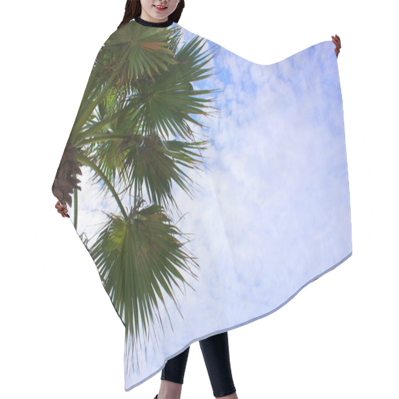 Personality  Green Palm Tree Against The Blue Sky On A Sunny Day. Summer Holiday. Copy Space. Hair Cutting Cape