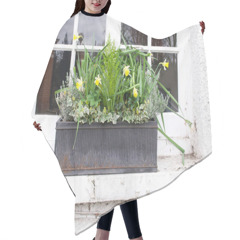 Personality  Old White Windowsill With Grey Trough Of Daffodils In Spring  Hair Cutting Cape