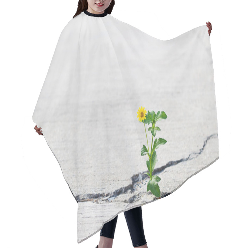 Personality  Yellow Flower Growing On Crack Street, Soft Focus, Blank Text Hair Cutting Cape