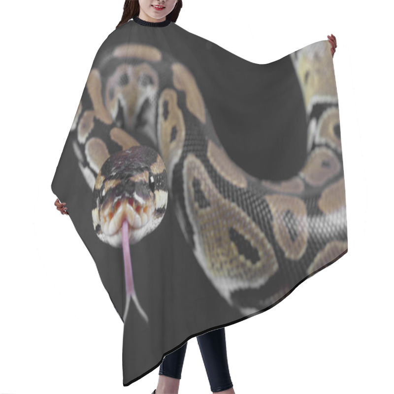 Personality  Python Snake Portrait Hair Cutting Cape