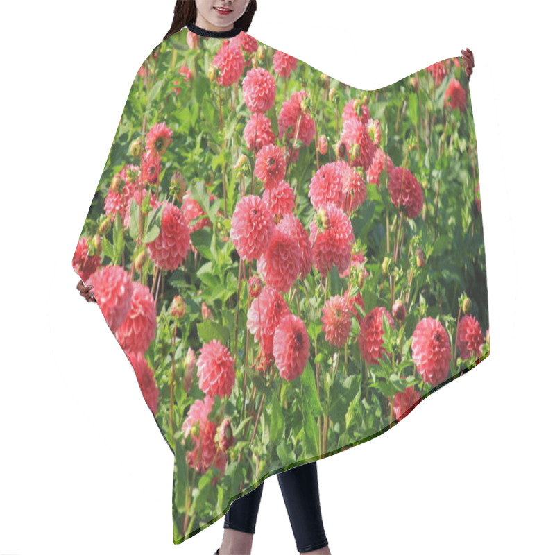 Personality  Red Asters Blooming In The Garden On A Sunny Summer Day Hair Cutting Cape