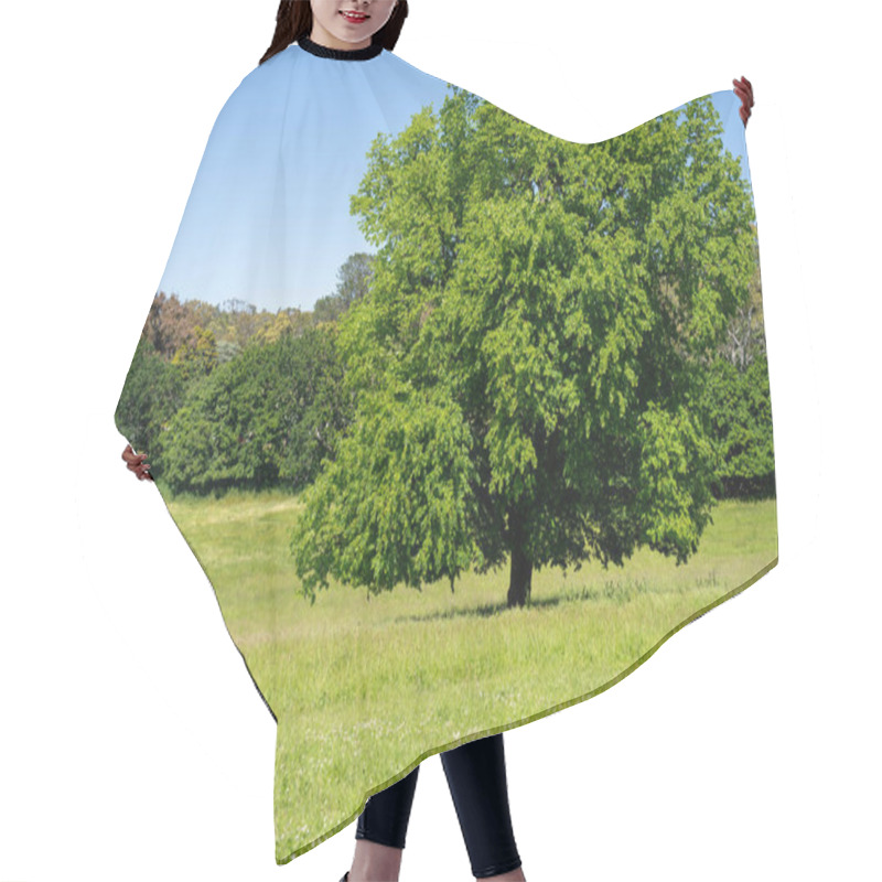 Personality  Trees In A Meadow On A Farm In A Country Estate On A Farm In Spring Hair Cutting Cape