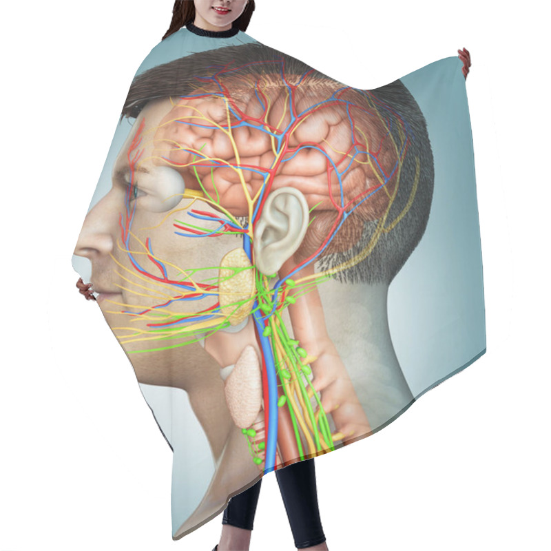 Personality  3d Rendering Medical Illustration Of Male Interior Brain  Anatomy  Hair Cutting Cape