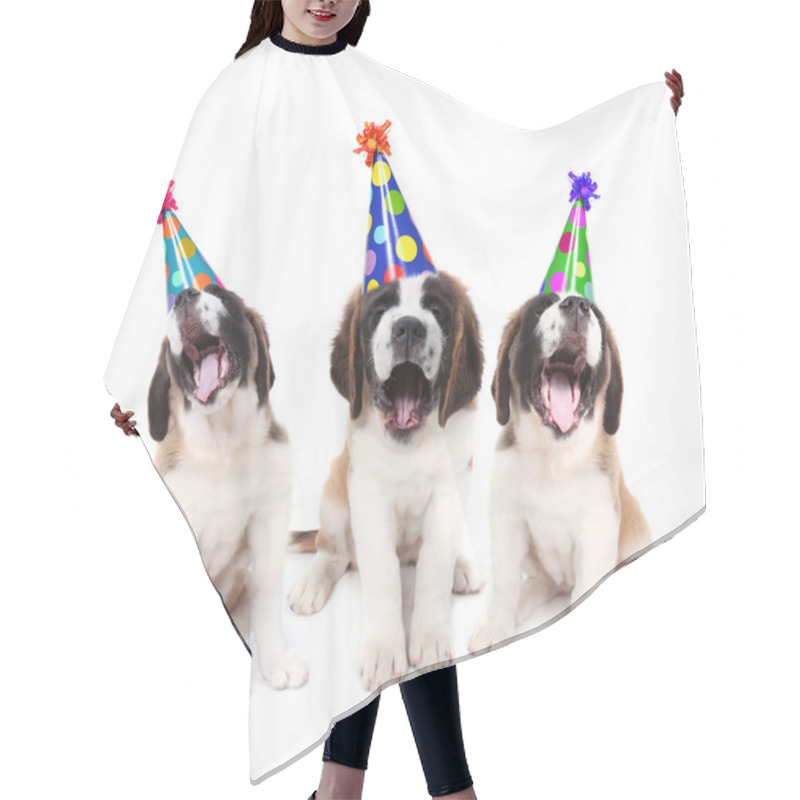 Personality  Singing Saint Bernard Puppies With Birthday Party Hats Hair Cutting Cape