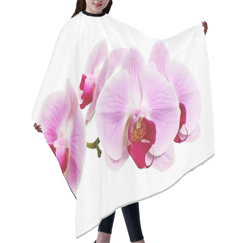 Personality  Purple Orchid Flower, Pink Phalaenopsis (moth) Orchid Isolated On White Background, With Clipping Path Hair Cutting Cape