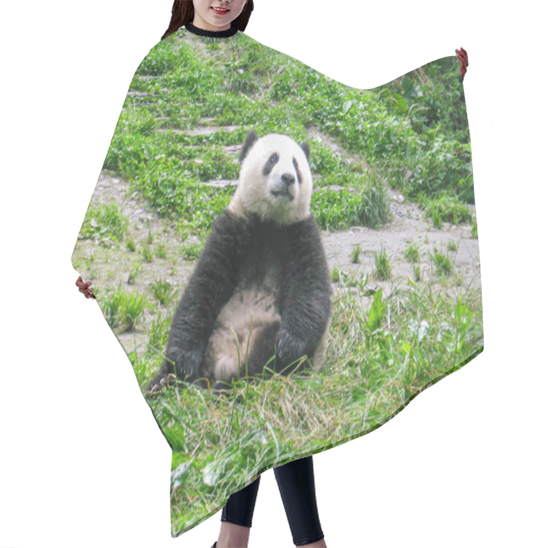 Personality  A Giant Panda Sitting On A Green Meadow Surrounded By Nature. Relaxed Expression, Lush And Peaceful Natural Environment. Hair Cutting Cape