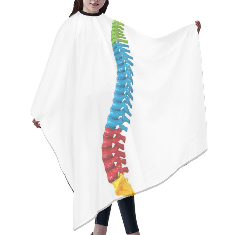 Personality  3D Illustration Of Vertebral Column Of Human Skeleton System Anatomy Hair Cutting Cape