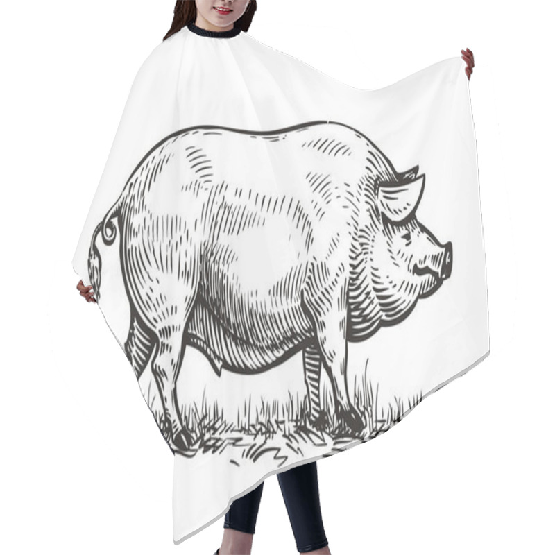 Personality  Hand Drawn Pig. Sketch Vector Illustration Hair Cutting Cape