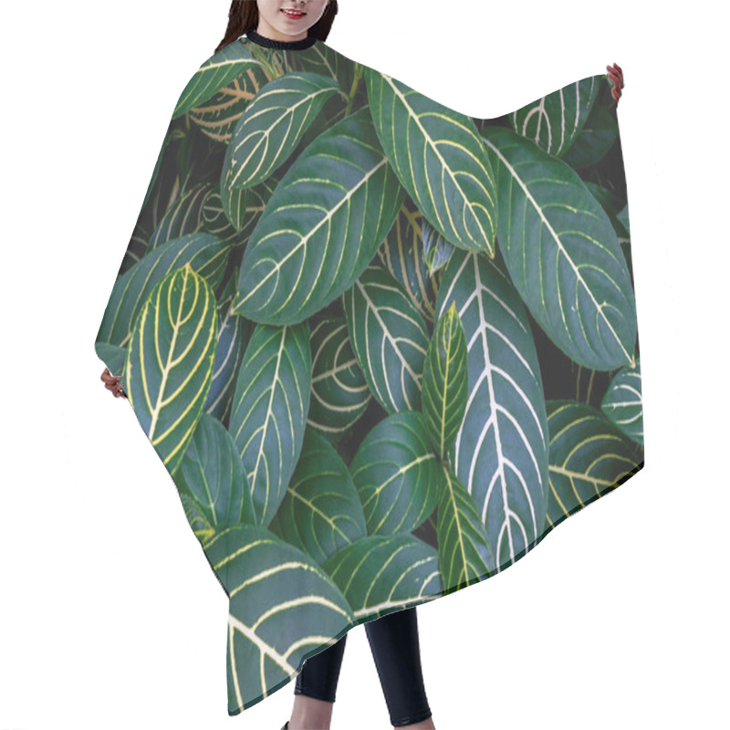 Personality  Green Leaves With Yellow Veins Of Zebra Plant Or Shrubby Whitevein (Sanchezia Speciosa) The Tropical Rainforest Foliage Plant Nature Leaf Pattern On Dark Background. Hair Cutting Cape