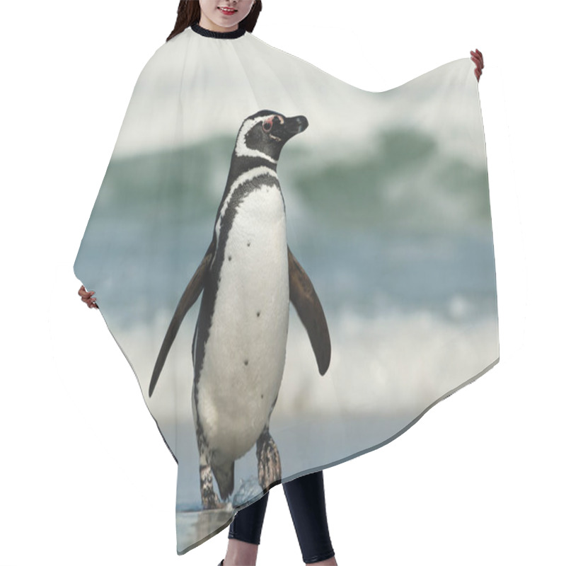 Personality  Close-up Of A Magellanic Penguin On A Sandy Beach In Summer, Falkland Islands.  Hair Cutting Cape