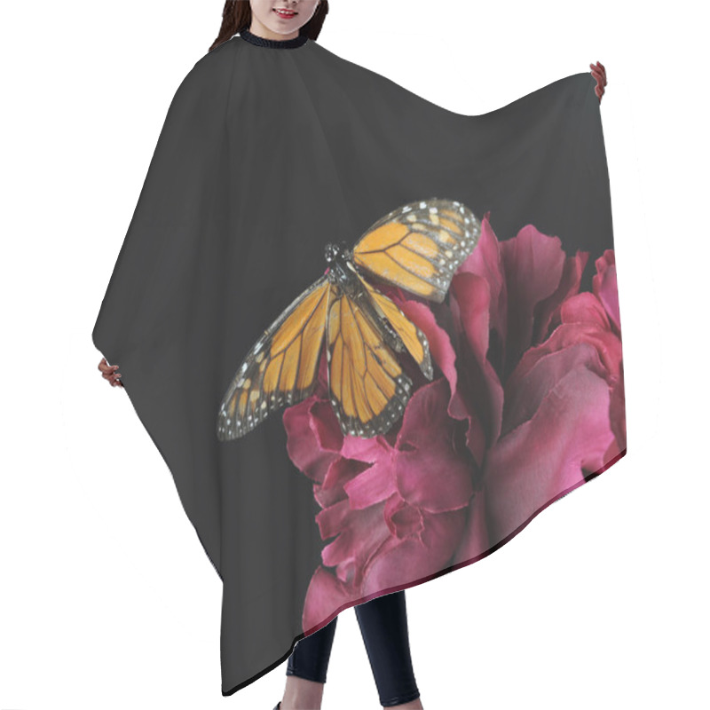 Personality  A Monarch Butterfly On A Purple Flower, Against Black Background. Hair Cutting Cape