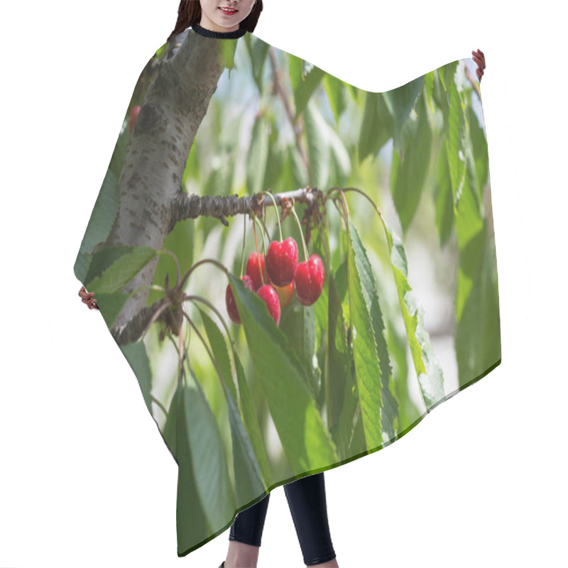 Personality  Ripe Sweet Cherries On Tree Branch Hair Cutting Cape