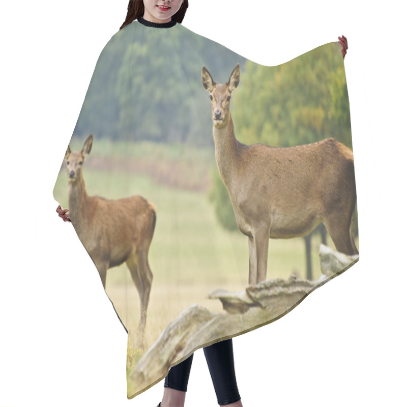 Personality  Beautiful Image Of Red Deer Female Does In Autumn Fall Forest Hair Cutting Cape