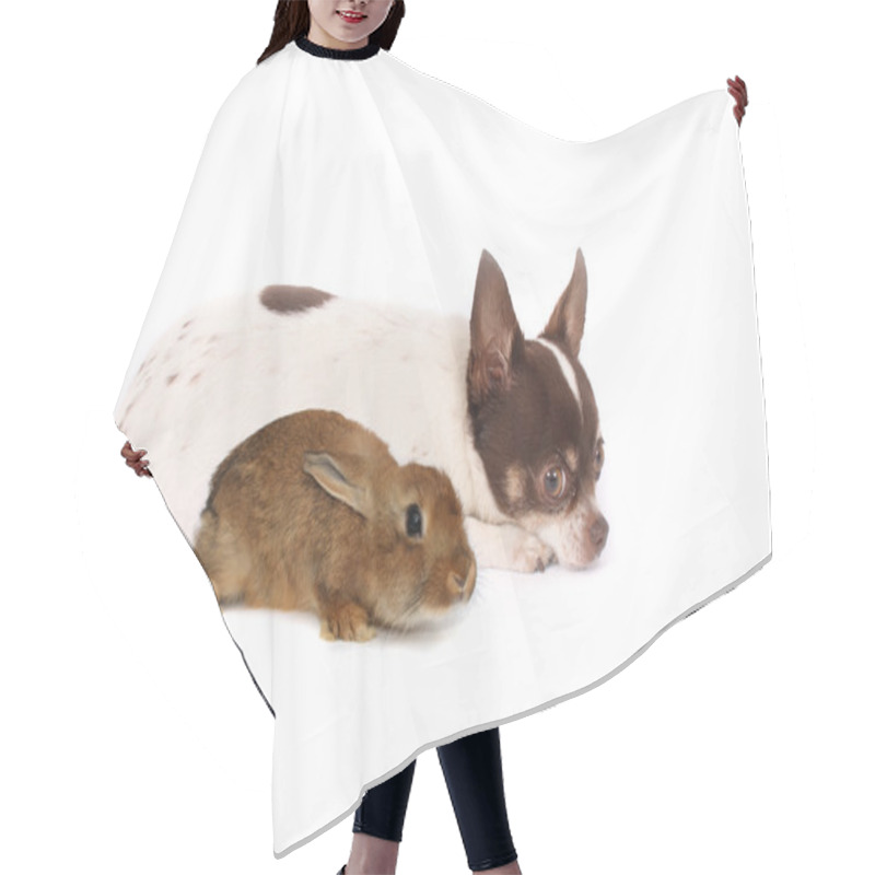 Personality  Chihuahua And Rabbit Hair Cutting Cape