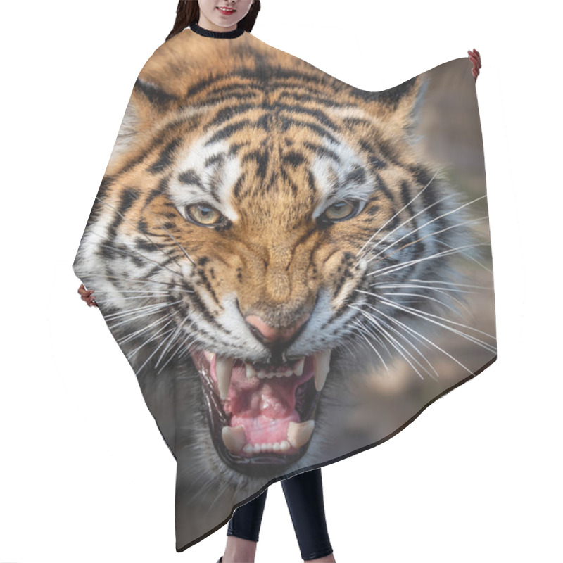 Personality  Close Up View Portrait Of A Siberian Tiger Hair Cutting Cape