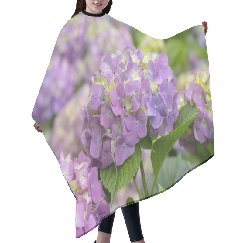 Personality  Hydrangea Flowers In A Garden Hair Cutting Cape