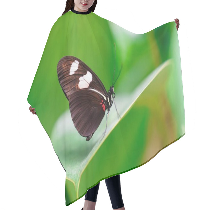 Personality  A Beautiful Black Butterfly With White Spots Gracefully Rests On A Lush Green Leaf. Its Vibrant Colors Stand Out Against The Natural Backdrop, Creating An Enchanting Scene In Nature. Hair Cutting Cape